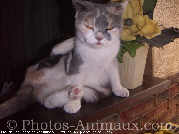 Photo de Scottish fold