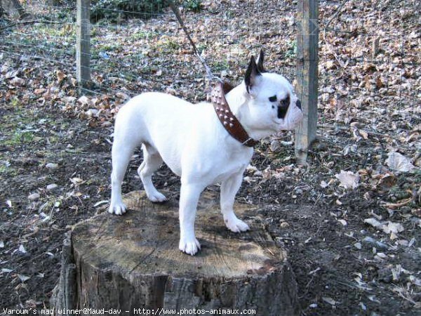 Photo de Bouledogue franais