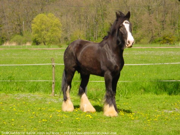 Photo de Races diffrentes