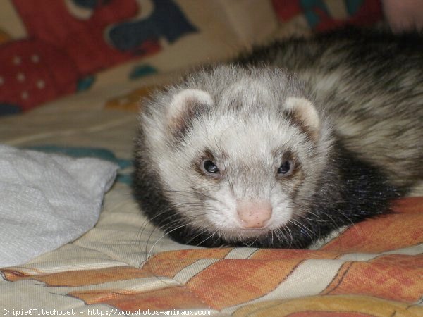 Photo de Furet