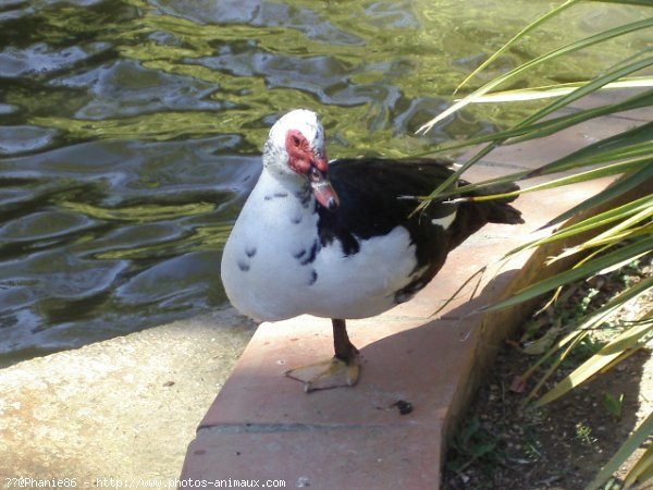 Photo de Canard