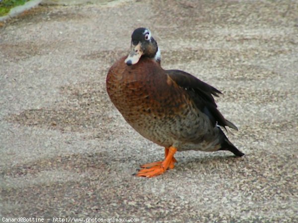 Photo de Canard