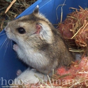 Photo de Hamster