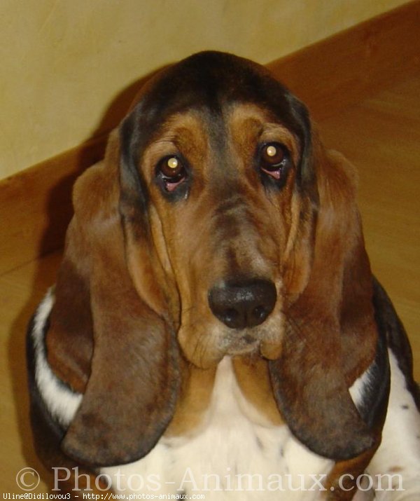 Photo de Basset hound