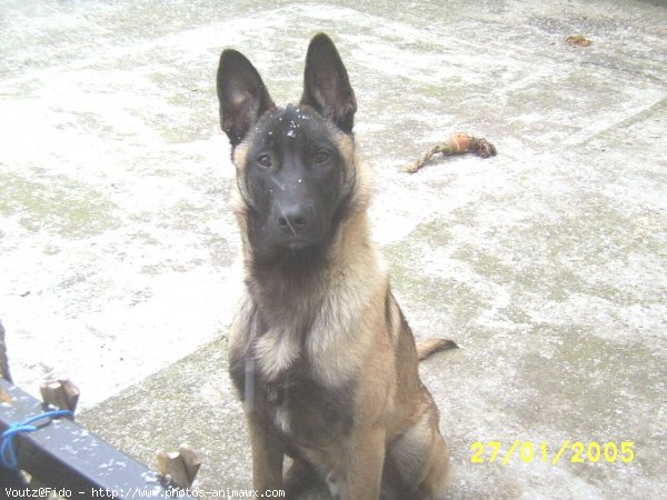 Photo de Berger belge malinois