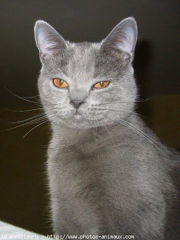 Photo de Chartreux