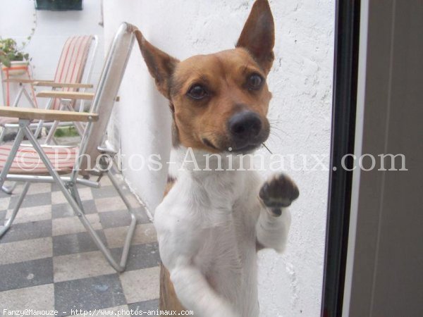 Photo de Jack russell terrier