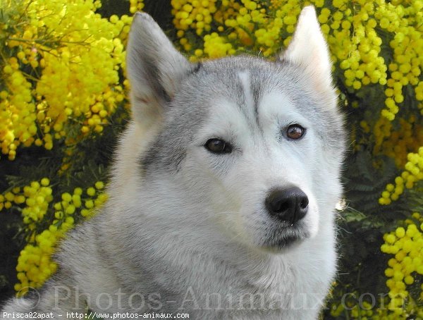 Photo de Husky siberien