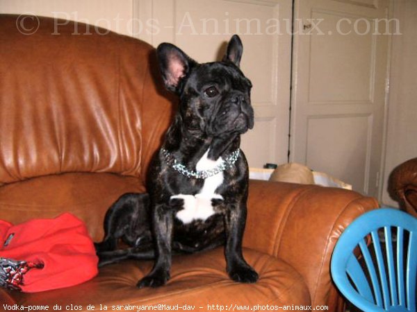 Photo de Bouledogue franais