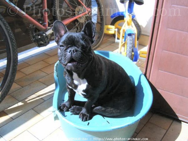 Photo de Bouledogue franais