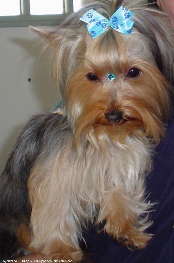 Photo de Yorkshire terrier