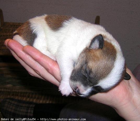 Photo de Jack russell terrier