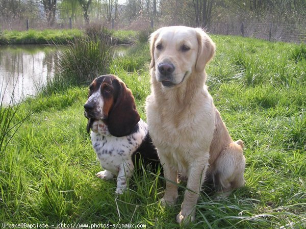 Photo de Basset hound