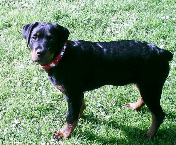 Photo de Rottweiler