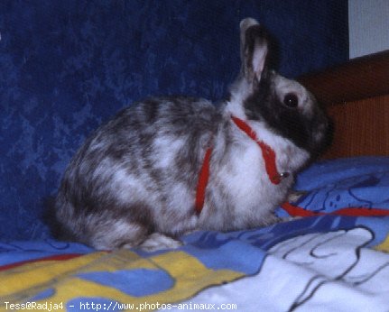 Photo de Lapin