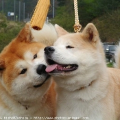 Photo d'Akita inu