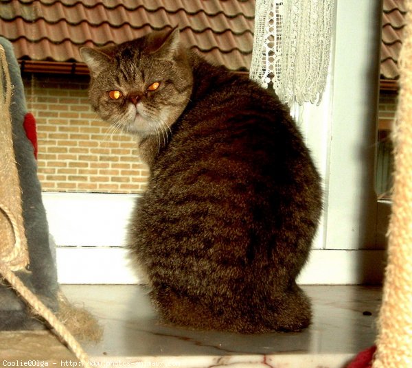 Photo d'Exotic shorthair