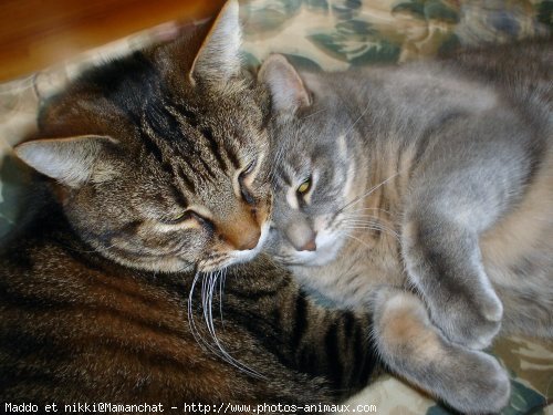 Photo de Chat domestique