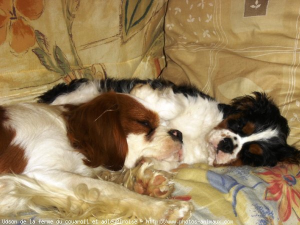 Photo de Cavalier king charles spaniel