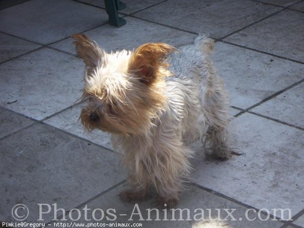 Photo de Yorkshire terrier