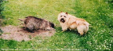 Photo de Cairn terrier