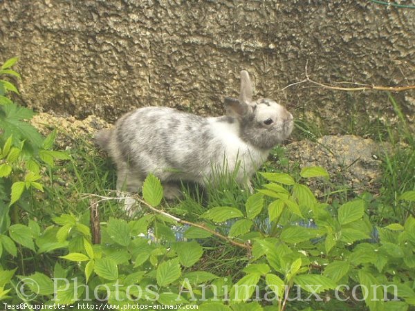 Photo de Lapin