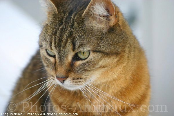 Photo de Chat domestique