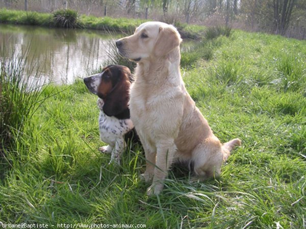 Photo de Basset hound