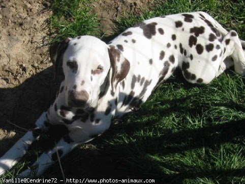 Photo de Dalmatien