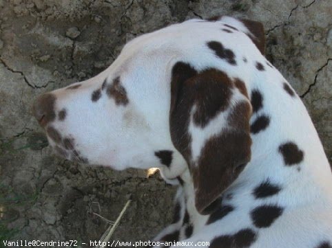 Photo de Dalmatien