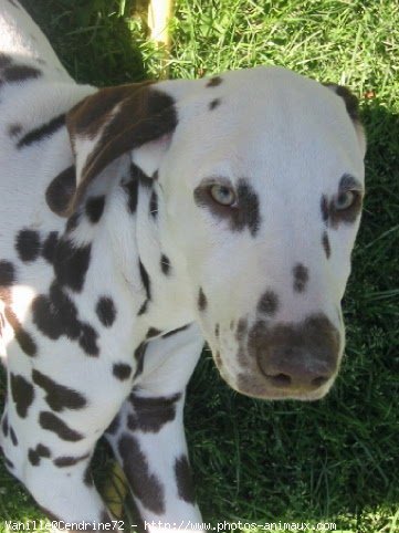 Photo de Dalmatien