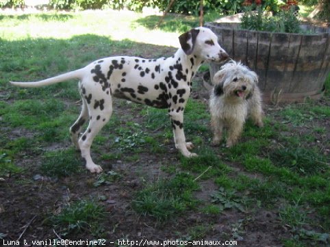 Photo de Dalmatien