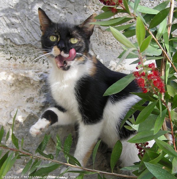 Photo de Chat domestique