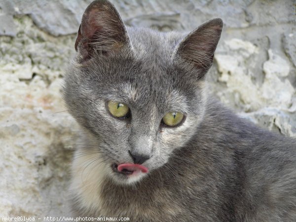 Photo de Chat domestique