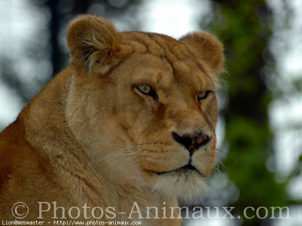 Photo de Lion