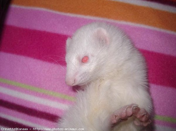 Photo de Furet