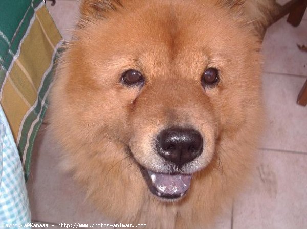 Photo de Chow chow