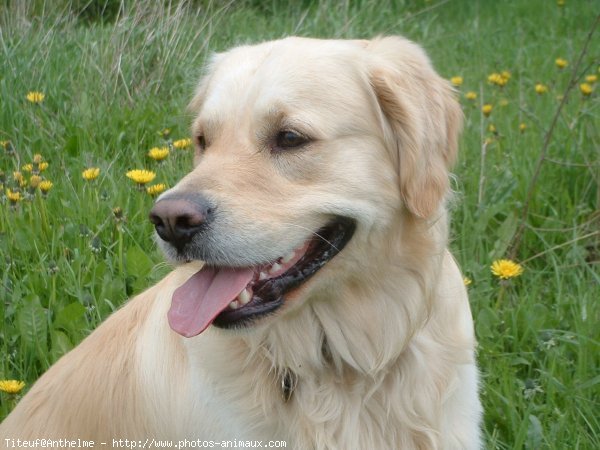 Photo de Golden retriever