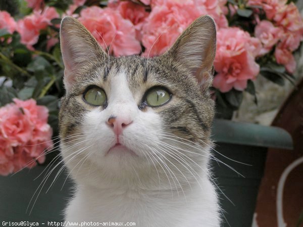 Photo de Chat domestique