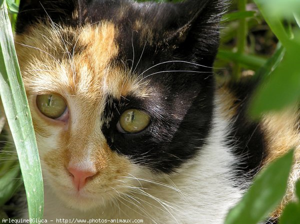 Photo de Chat domestique