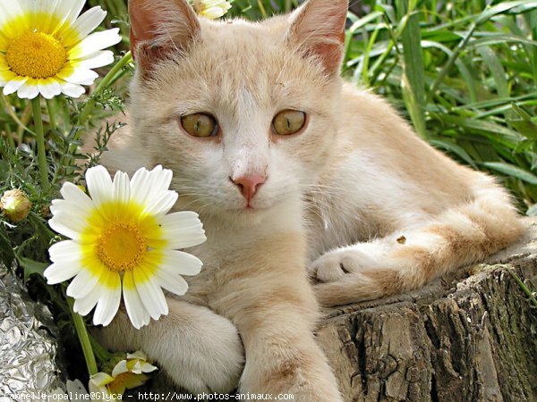 Photo de Chat domestique