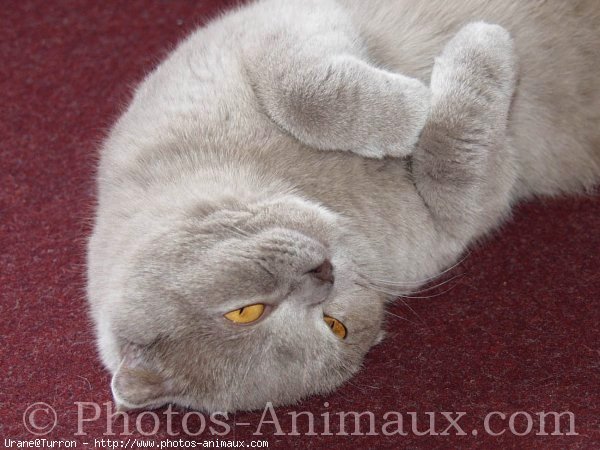 Photo de Scottish fold