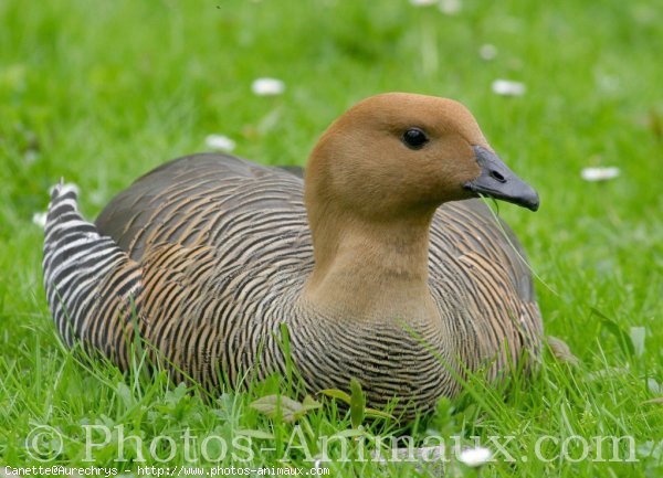 Photo de Canard