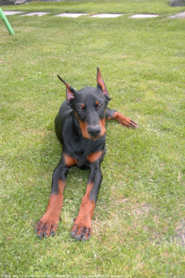 Photo de Dobermann