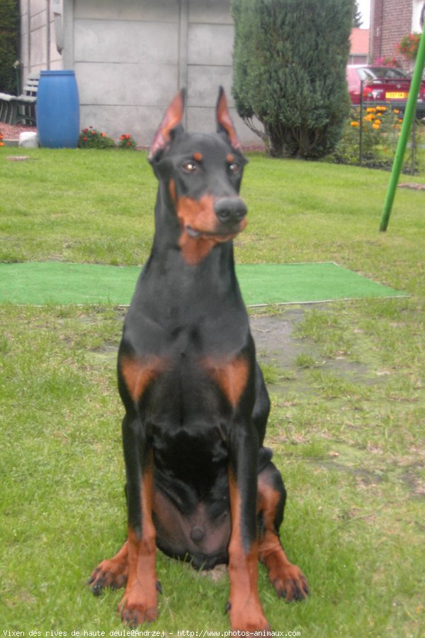 Photo de Dobermann