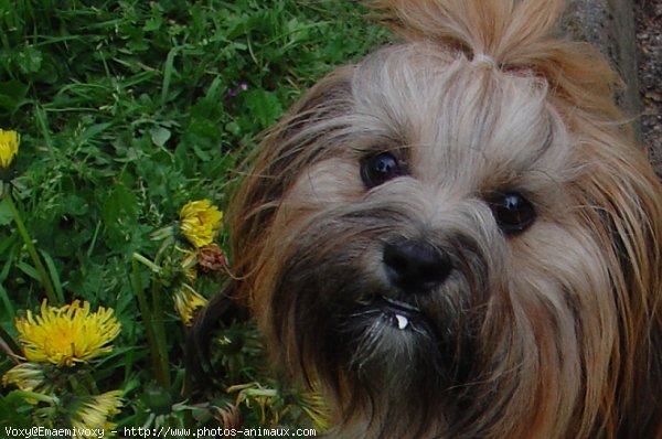 Photo de Lhassa apso