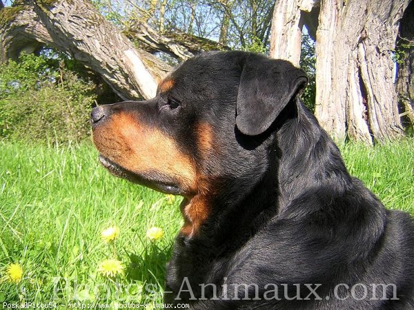 Photo de Rottweiler