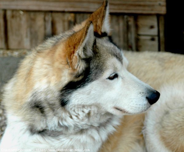 Photo de Husky siberien