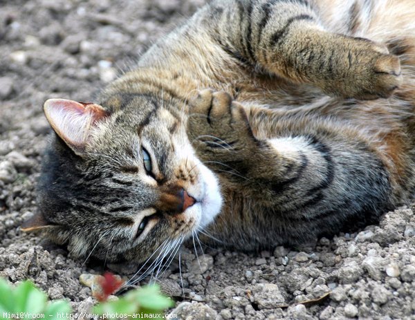 Photo de Chat domestique