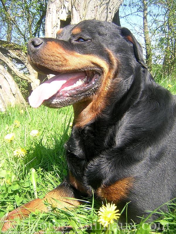 Photo de Rottweiler